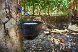 rubber tree tapping